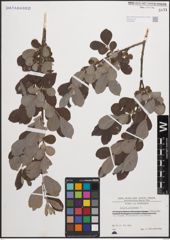 Foto von Salix cinerea L.